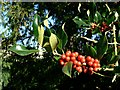 Holly berries, St Mary the Virgin churchyard, Shipton under Wychwood