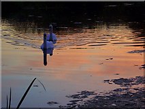 SU0625 : Swans on a Golden Pond by Maigheach-gheal
