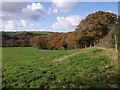 Trees near the Tamar