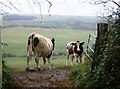 Cows at Compton Farm