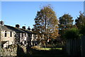 Sycamore tree in Longfield Lane, Barnoldswick