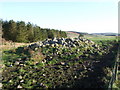 Conservation pile and copse