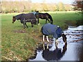 Horses at Dockens Water