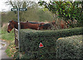 Daffodil Way Footpath