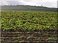 SX2993 : Field of beet by Derek Harper