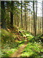 Cycle Trail in Newcastleton Forest