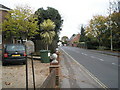 Tropical tree in Station Road