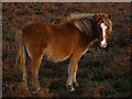 SU3504 : Pony near Furzy Brow, New Forest by Jim Champion