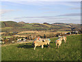 Sheep on Quarry Hill