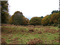 Pasture with oaks and bracken, Brandon, Suffolk