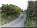 Gorse lined road