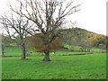 Trees and cattle