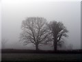 Trees in the mist