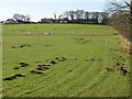 Pastures near Watch Currock