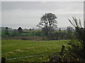 Trees and farmland