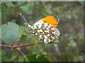 NN0764 : Orange Tip Butterfly. by Colin Kinnear