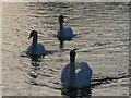 Three swans a-swimming