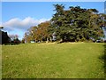 Wooded mound near Cefnbryntalch