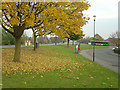 Autumn leaves at Rosedale Drive