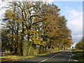 Woodland next to the A157