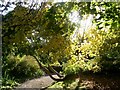 Cotehele in Autumn