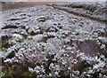 NJ0613 : Snow dusted heather by Richard Webb