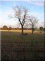 Trees in field