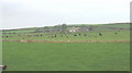 Pasture lands on either side of Afon Soch