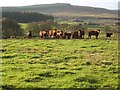 Cattle at Canada Farm