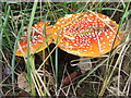 Fly Agaric in East Harptree Woods