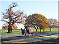 SU8372 : Gallop, Billingbear Park by Andrew Smith