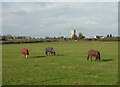 Paddocks near Swingate