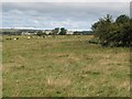NZ0670 : Pastures on Ouston Moor (2) by Mike Quinn