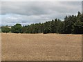 Arable land and plantation near Dewlaw