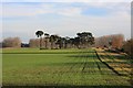 Farmland near Wilde Street