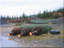 NY7479 : Quarry (disused), Wark Forest, getting ready for Christmas. by Les Hull
