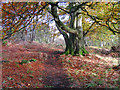 Autumn on Hill of Ardbeck, Peterculter