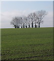 Looking across field to line of trees alongside the Hadleigh road