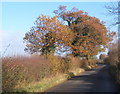 Late autumn colour by lane near Aldham