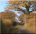 Late autumn colour on track from Aldham Priory