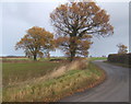 TM0346 : Lane towards Elmsett from Whatfield by Andrew Hill