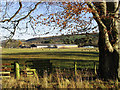 Grazing field at Old Mill Farm