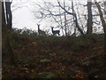 Deer in Borsdane Woods