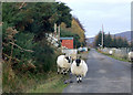 Heavy traffic, Ardindrean, Loch Broom