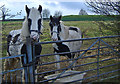 Reservoir horses