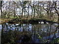 Duck pond at Rinaston