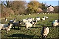 Benniworth sheep