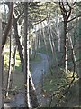 Boscombe Chine Gardens: path through pines