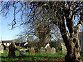 Graveyard and diseased tree