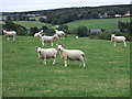 Bogton Farm, Forglen Hall behind it